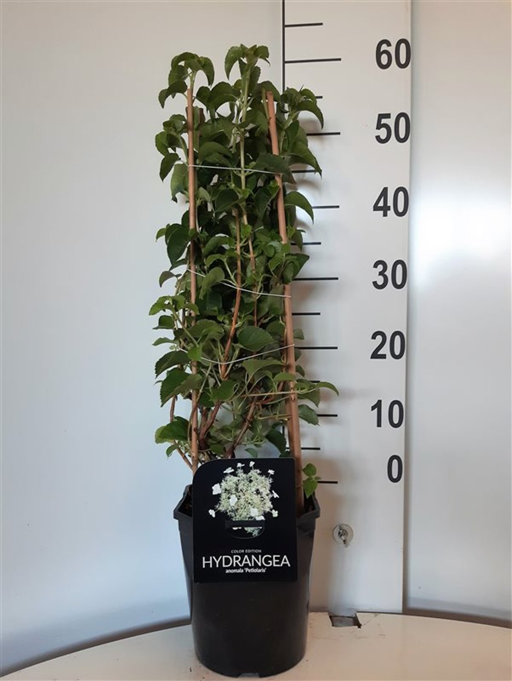 Hydrangea petiolaris - C5 50-60 CM